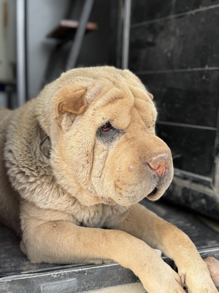 Viajar con mascotas a chile siendo argentinos